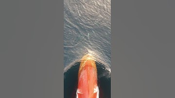 Dolphins riding the bow wave of my ship.Part 1