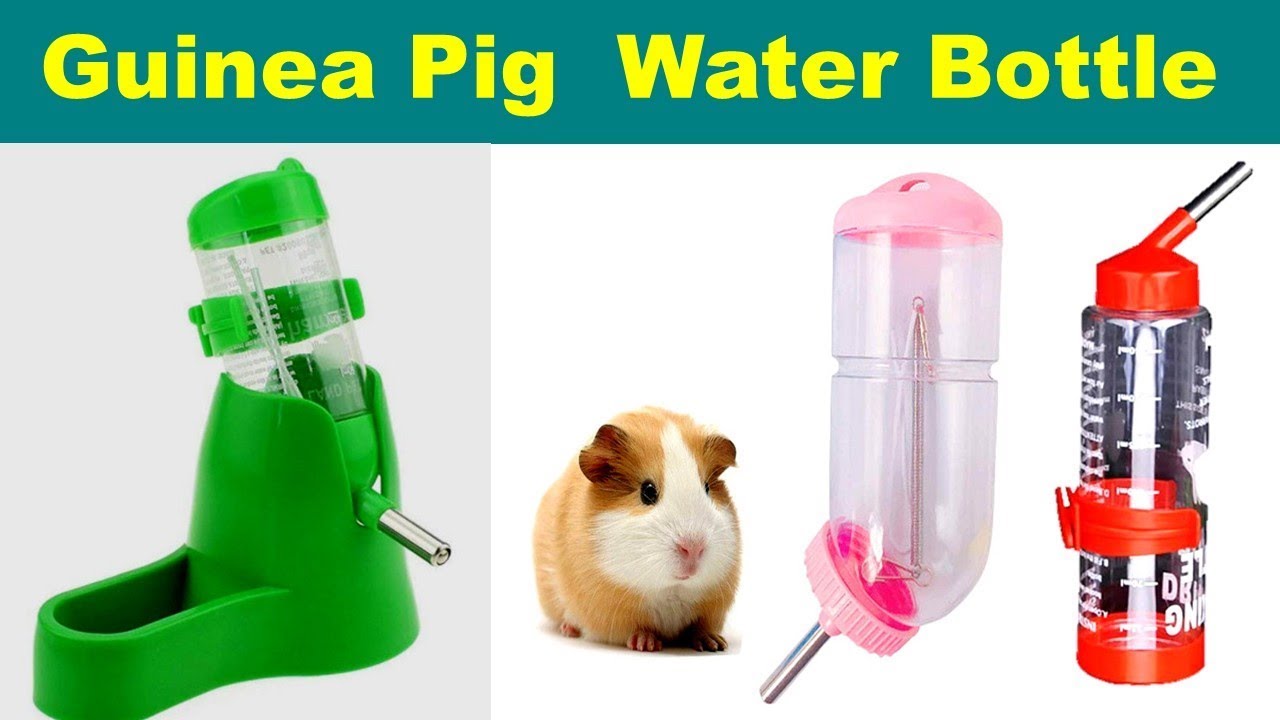 best guinea pig water bottle