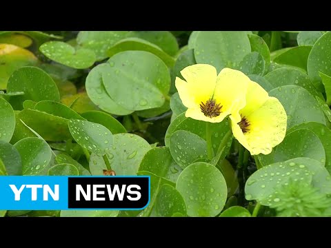 [날씨] 전국 요란한 가을비...중부 늦더위 물러나 / YTN (Yes! Top News)