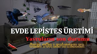 Evde Lepistes Üretimi - Yavruların Son Durumu Iğı