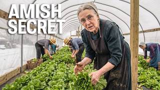 How Amish Grow Fresh Lettuce in January (No Heated Greenhouse) | The Amish Life