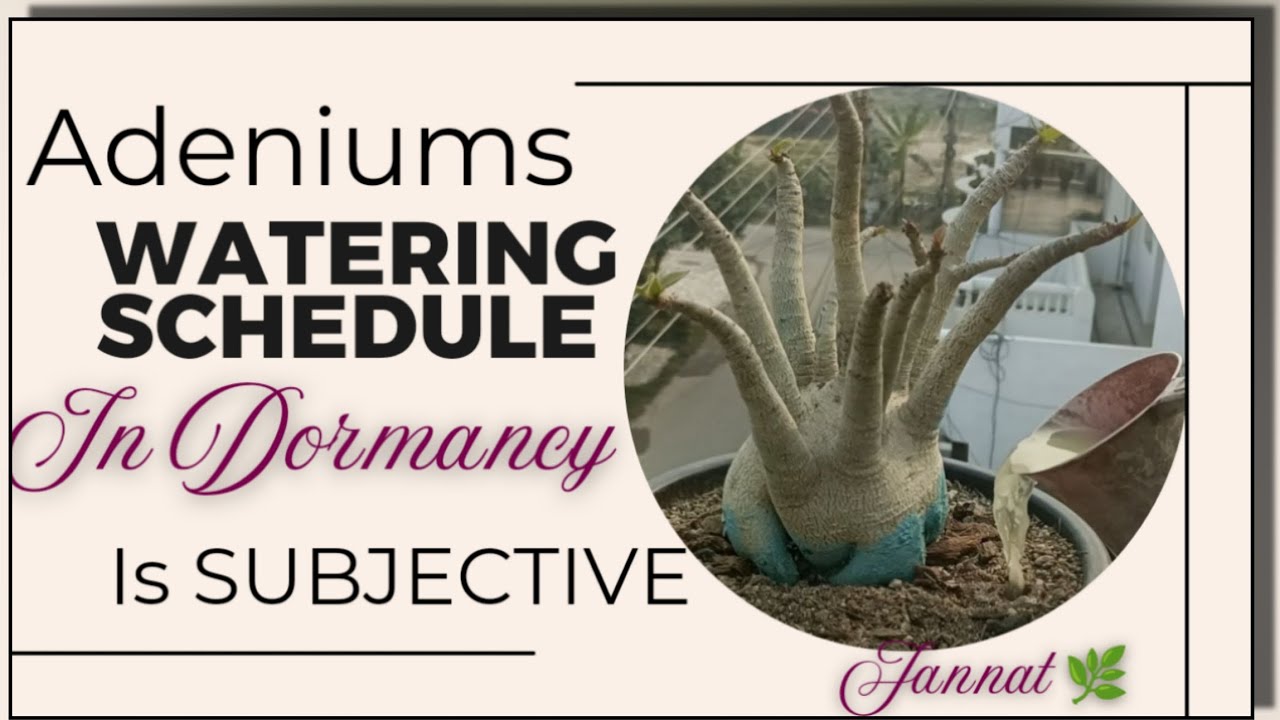Save Adenium: Care/Watering in Dormancy/Winters.#dehydration #adenium # ...