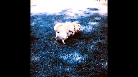 Lillian Molina's viddy