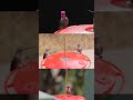 watching the humming birds #california #photography #wildlife #hummingbird #canon #videography