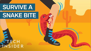 How To Survive A Snake Bite