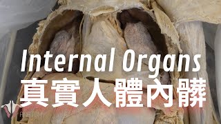 【真實人體內髒】如果打開你的胸骨，能看到什麼？