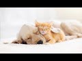 12 hour 4k musical petcare calming sleep music for dogs and cats by liquid mind