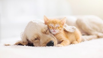 12 hour Relaxing Healing & Meditation Music - Musical Petcare™ Calming music for pets by Liquid Mind