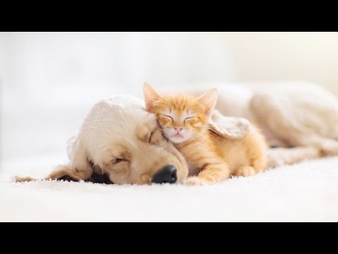 (no ads) 12 Hours of Relaxing Music... Musical Petcare® by Liquid Mind