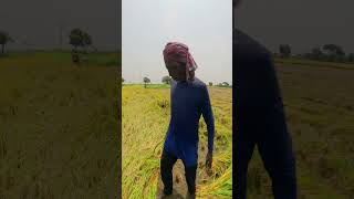 ধানের মাঠে একজন বয়স্ক কৃষকের কণ্ঠে গান