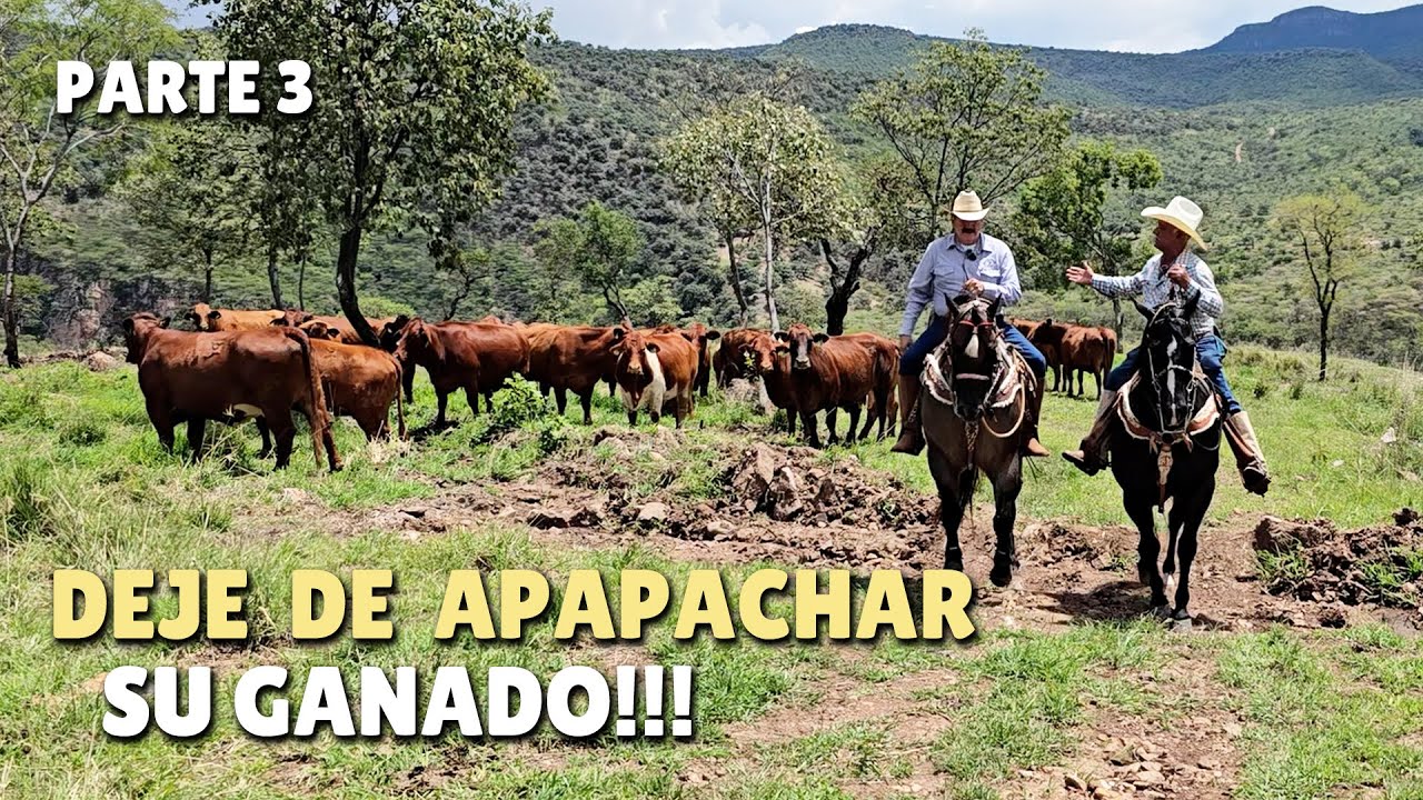 EL BEEFMASTER UN GANADO 4X4, AQUÍ ESTA LA PRUEBA