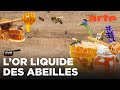 Découverte du miel en Sardaigne 🍯