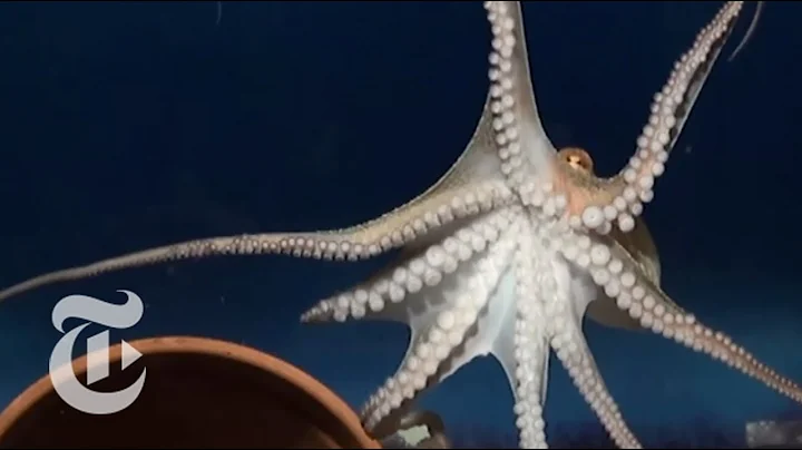 How the Octopus Moves | ScienceTake | The New York Times