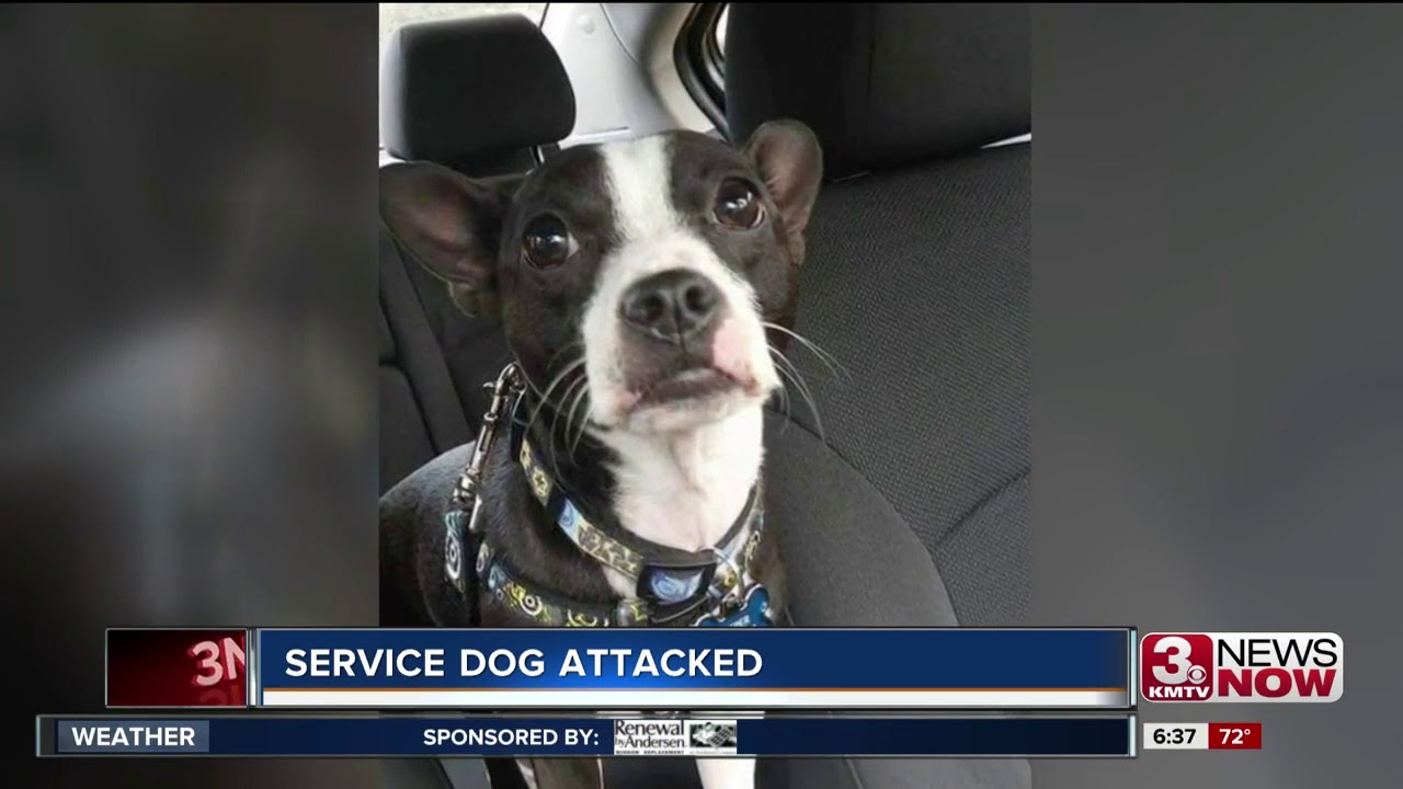 Are Service Dogs Trained To Attack