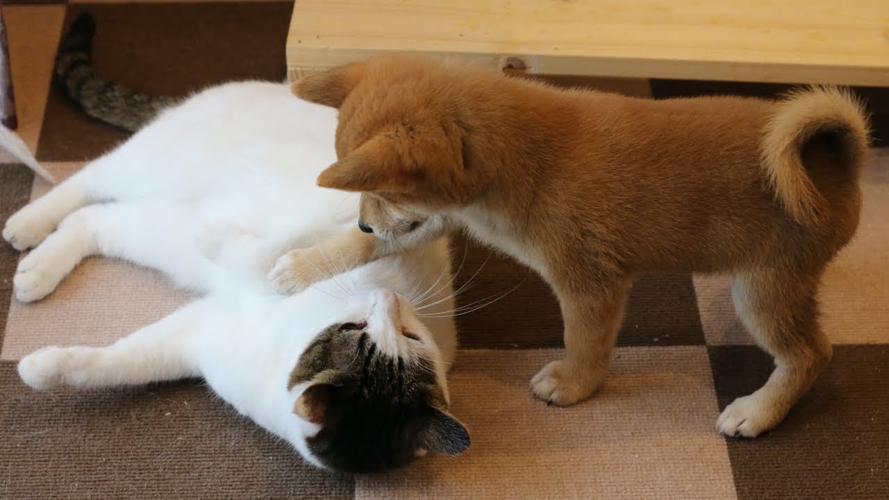 柴犬の子犬と猫。犬と猫は仲良くなれる？ YouTube