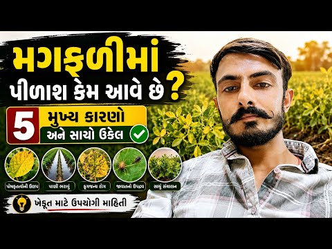 મગફળીમાં પીળાશ કેમ આવે છે? 5 મુખ્ય કારણો અને સાચો ઉકેલ | ખેડૂતોએ આ ભૂલ ન કરવી!