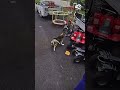 Husky protects child from charging bear