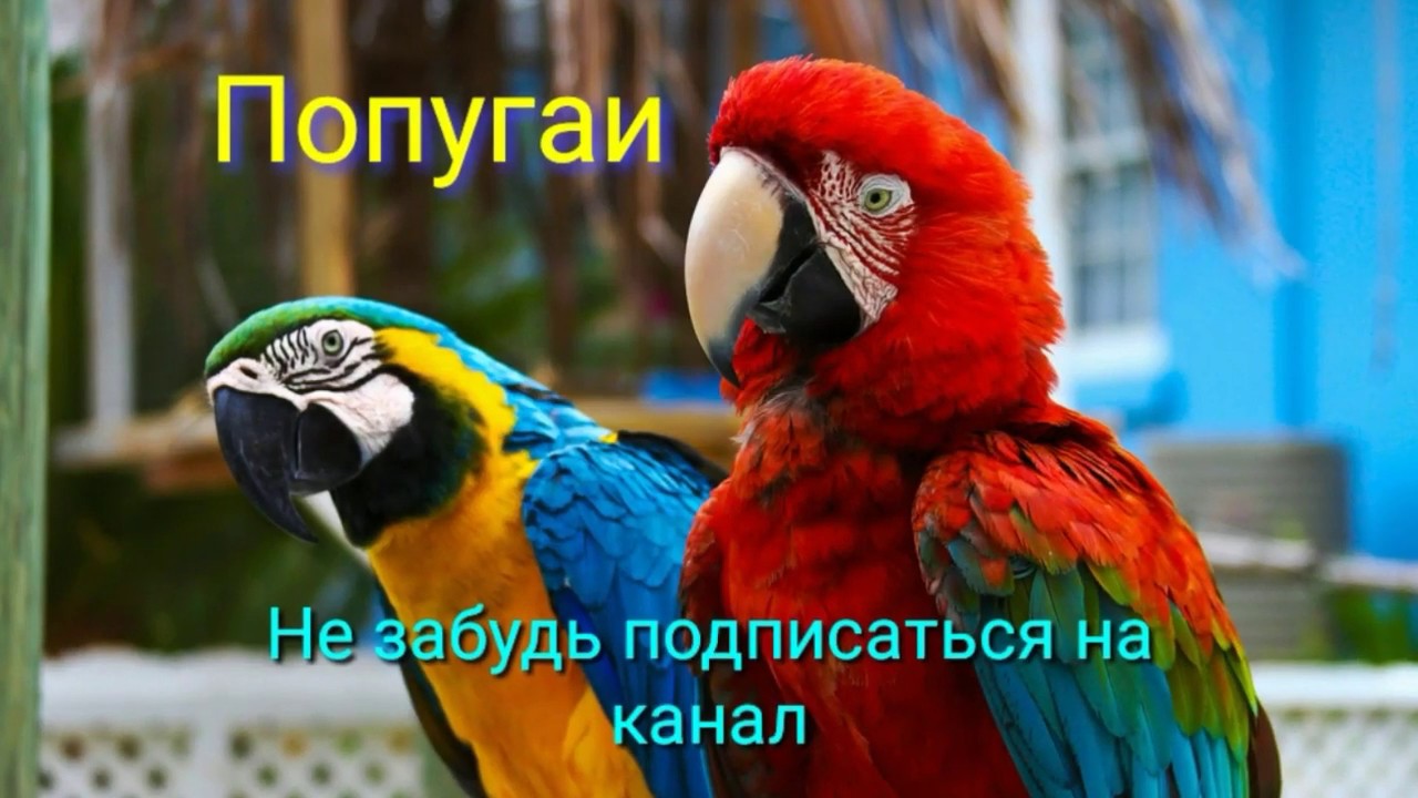 Попугай ара говорит. Попугай ара. Крупные попугаи: жако, ара, Какаду, Амазон.. Большой попугай ара. Попугай ара попугай ара.