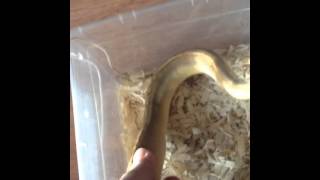 Champagne and G stripe ball pythons