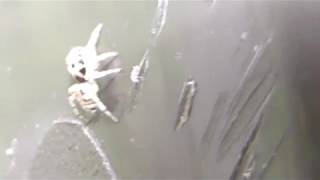 Zebra Spider - Salticus Scenicus - Zebra Könguló - Köngulær - Áttfætlur