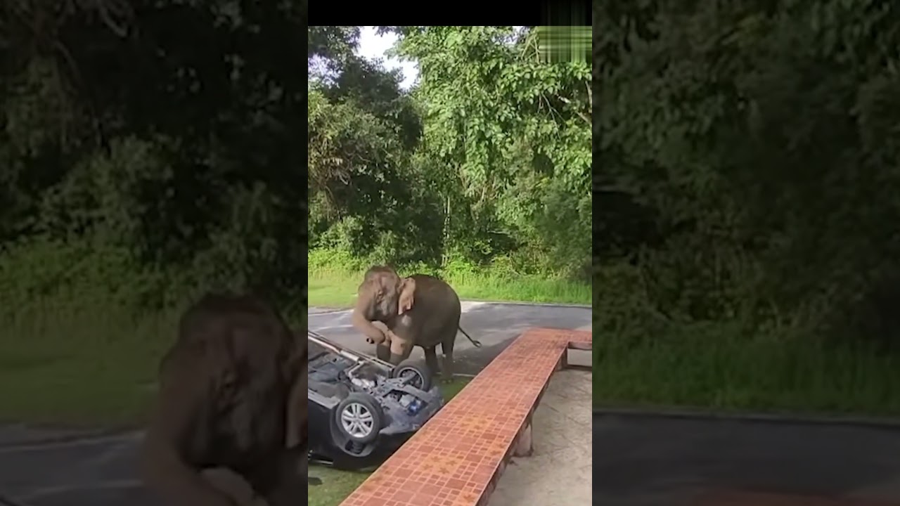 Elephant Pushes Down Tree