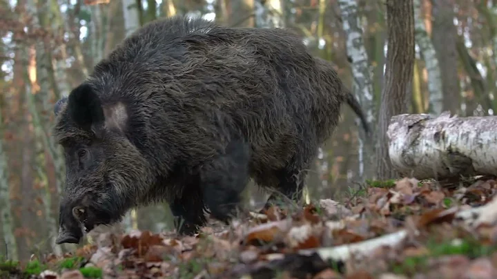 Help Prevent African Swine Fever – Report Sick or Dead Feral Pigs