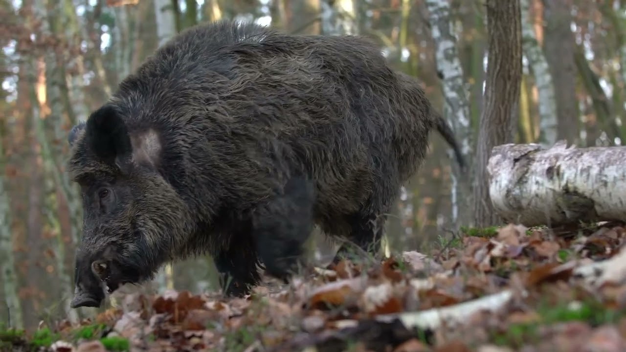 Help Prevent African Swine Fever – Report Sick or Dead Feral Pigs