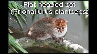 [ALPHABETICAL ORDER] ALL 40 SPECIES OF WILDCATS OF THE WORLD WITH SCIENTIFIC NAMES