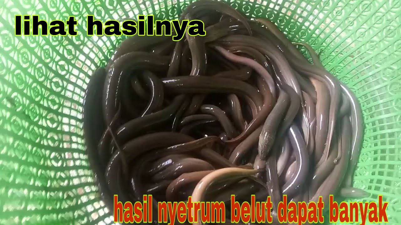 setrum belut sawah dapat banyak