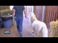 Animals are smart