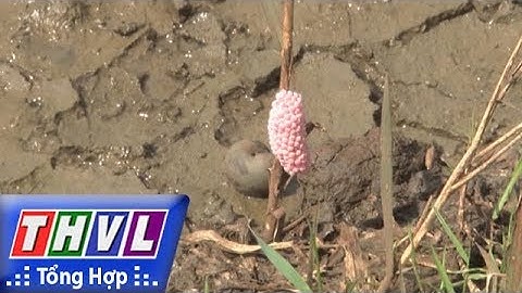 THVL | Người đưa tin 24G: Ốc bươu vàng tấn công ruộng lúa, Bình Phước thu mua trứng ốc để tiêu diệt