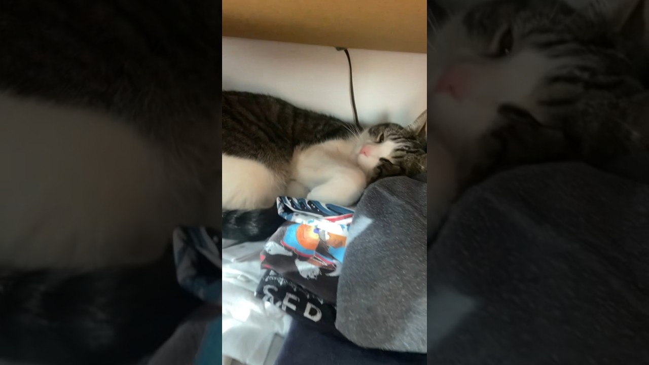 The Reason Why Cat Fur is ALL OVER my Clothes 🐱 👕 YouTube