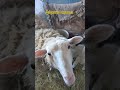 вкусила вівця #вівці #домашнітварини #sheep #ягнята