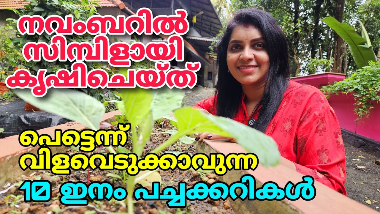 നവംബറിൽ സിമ്പിളായി കൃഷിചെയ്ത് പെട്ടെ ന്ന് വിളവെടുക്കാവുന്ന 10 ഇനം പച്ചക്കറികൾ | 