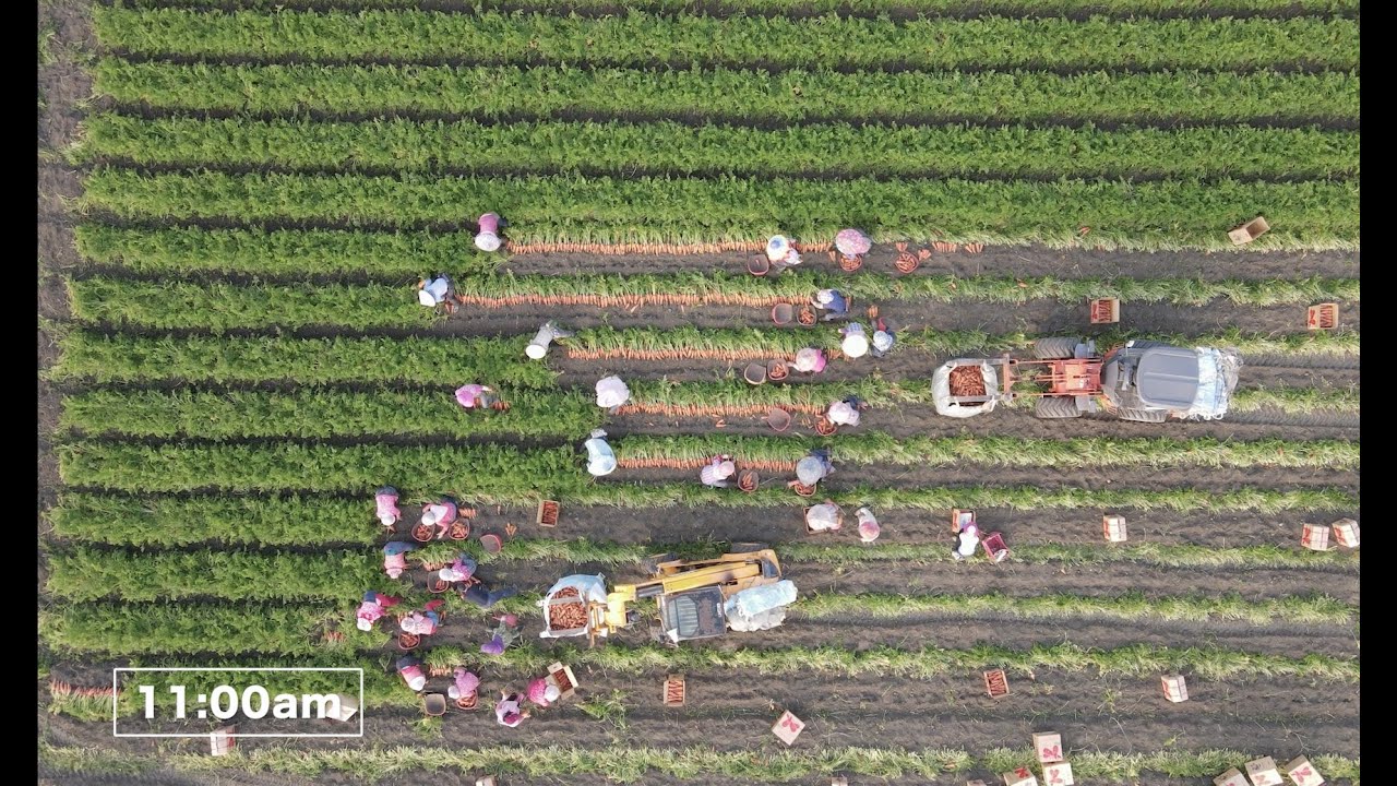 一日採收慶🥕｜VDS胡蘿蔔專刊產地影片 #蔔蔔大賞