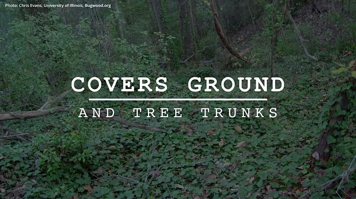 English Ivy | Dirty Dozen Invasive Plants Series #9