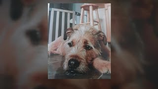 St. Louis County animal shelter wanted to silence attorneys after I-Team report