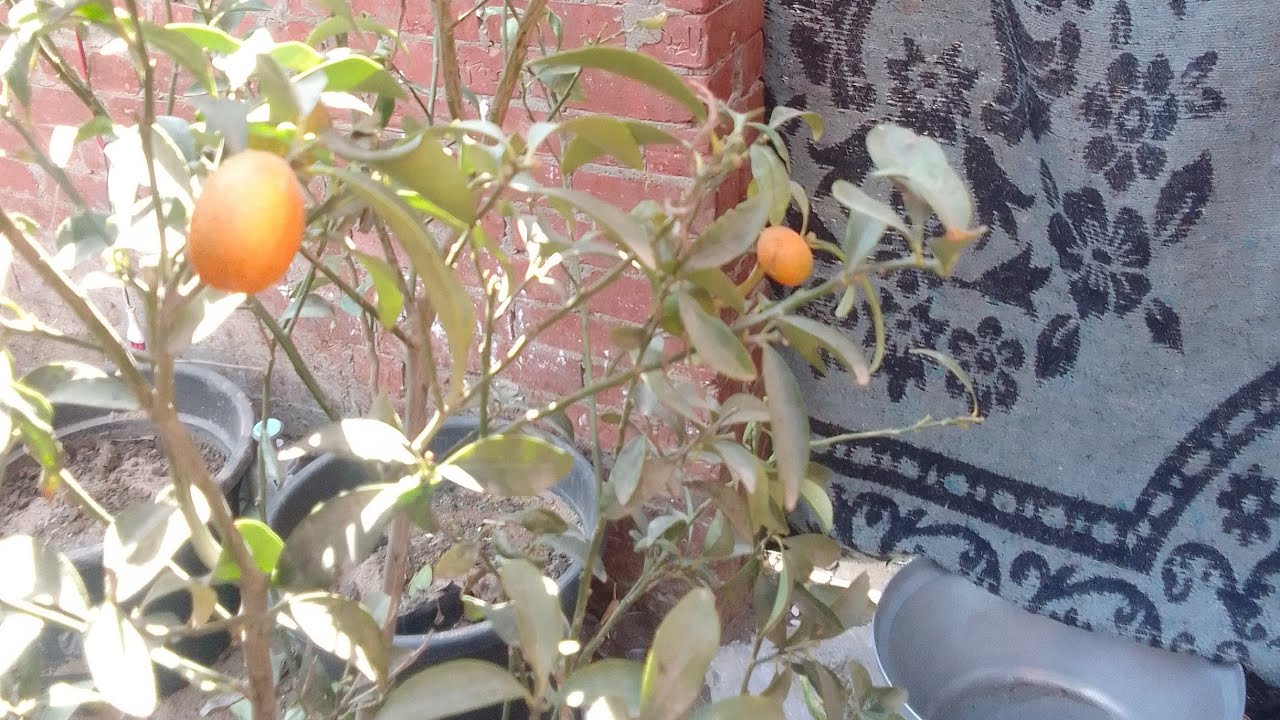 ازاى تخلى بلكونتك أو سطح بيتك جنة ..!! من اجمل الفواكة بكل بساطة