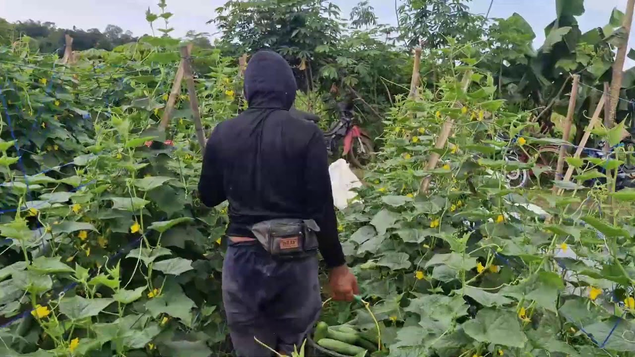 HARVESTING BY HAND ONLY: FROM FIELD TO CUCUMBER BASKET IN MINUTES! -Agriculture Farming