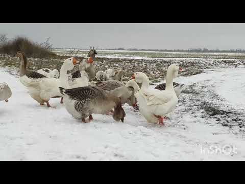 ЗИМНЕЕ СОДЕРЖАНИЕ САМОЙ КРУПНОЙ ПОРОДЫ ГУСЕЙ! КОРМЛЕНИЕ ПТИЦЫ ЗИМОЙ! ЧЕМ И КАК КОРМИТЬ ПТИЦУ?