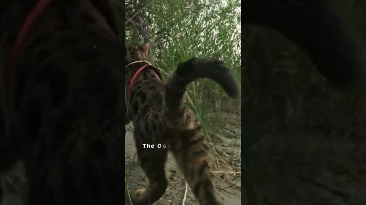 Do Ocelots Make Great Pets? 😼 Facts about Ocelots 🐈‍⬛ Pet Ocelots