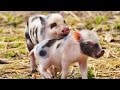 Little pigs - Cute baby pig Funny Animals Video Compilation 2016
