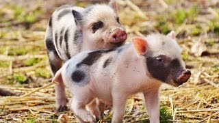 Little pigs - Cute baby pig Funny Animals Video Compilation 2016