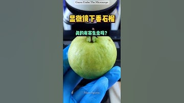 Guava Under The Microscope 😯🔬 || #shorts #youtubeshorts #viral #microscope