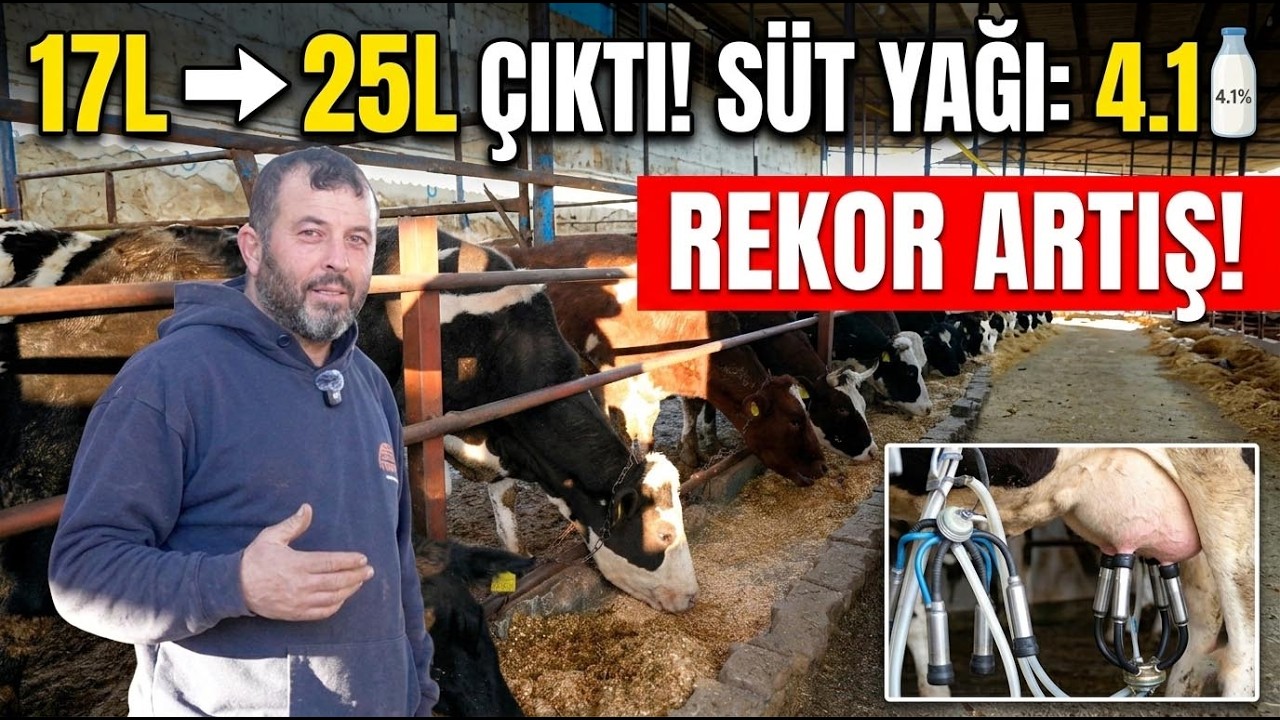 Süt Verimini 17'den 25 Litreye Çıkardı! Süt Yağı 4.1 Rekoruna Ulaştı