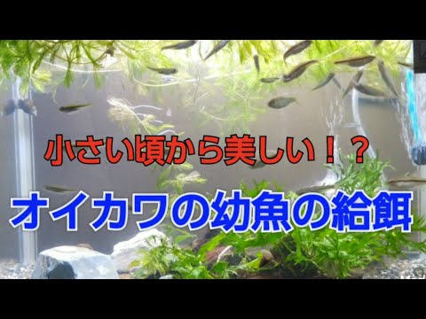 小さな頃から美しい！？日淡の王者 オイカワの幼魚の給餌！！