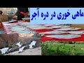 ماهی خوری در دره زیبای آجر ولسوالی کهمرد ولایت بامیان 