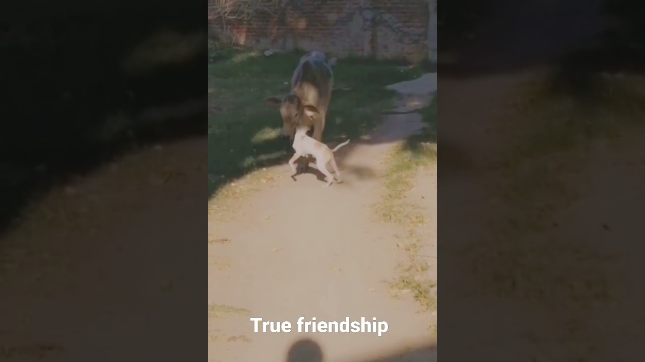 True friendship // pure soul's // animal love // love animals // save animals