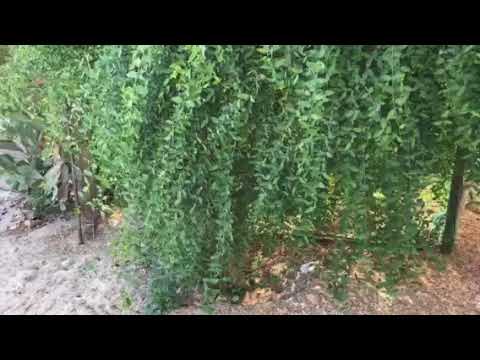نجاح زراعة شجرة الأراك المسواك في الكويت Youtube