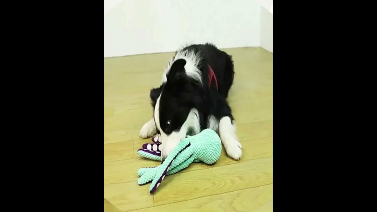 Meet your dog’s new best buddy—the Dog Plush Octopus Toy!